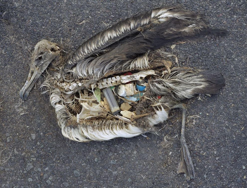 A deceased bird with an exposed belly full of plastic trash.