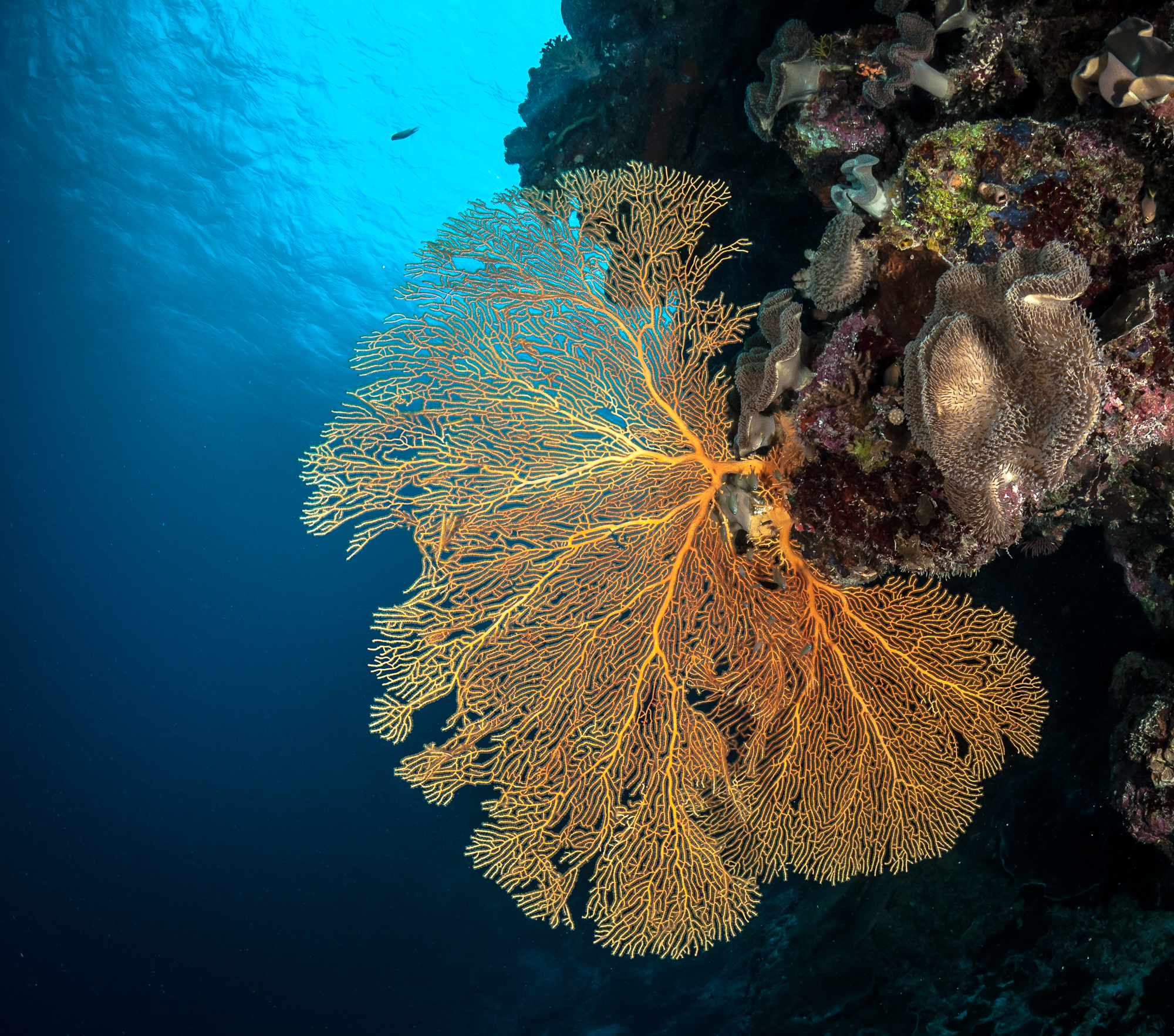 A photo of a yellow fan of coral jutting out from the rocky coral reef its attached to, underneath a blanket of blue ocean water
