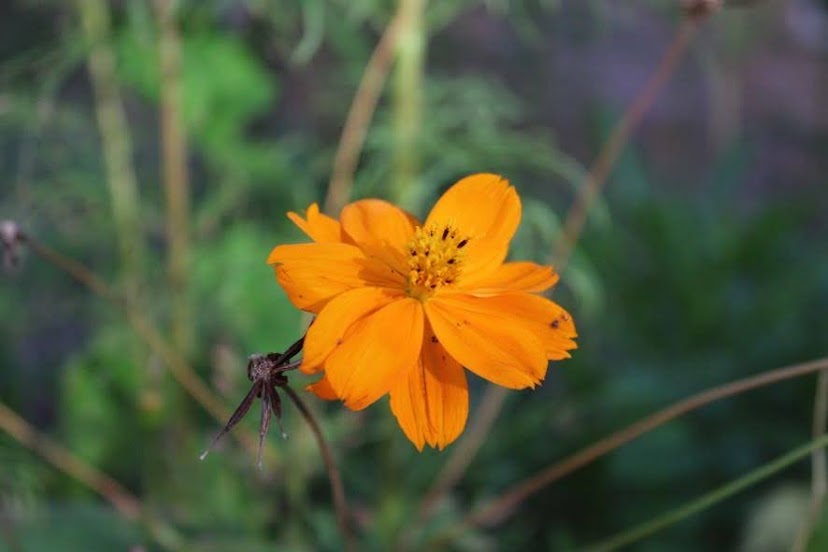 A photo of a bright orange flower, next to it an empty and dying flower stem. The background is a blurred and vibrant assortment of green foliage.
